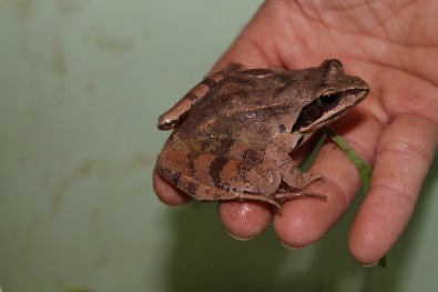 Rana dalmatina 